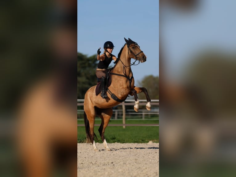 Achal-Tekkiner Stute 9 Jahre 154 cm Falbe in La Chaussée-Saint-Victor