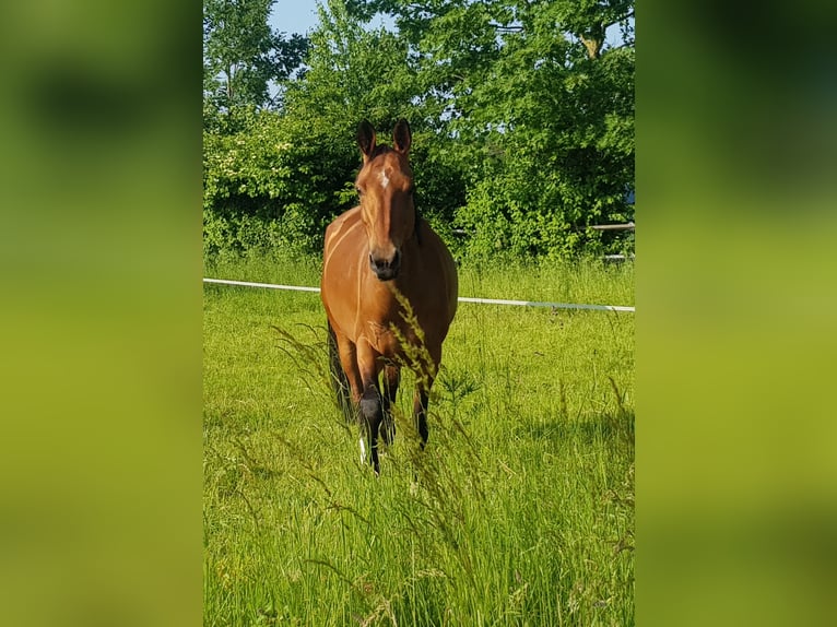 Achal-Tekkiner Stute 9 Jahre 158 cm Brauner in Laudenbach