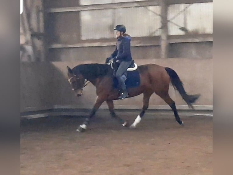 Achal-Tekkiner Stute 9 Jahre 158 cm Brauner in Laudenbach