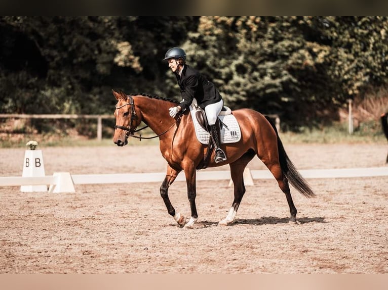 Achal-Tekkiner Stute 9 Jahre 158 cm Brauner in Laudenbach