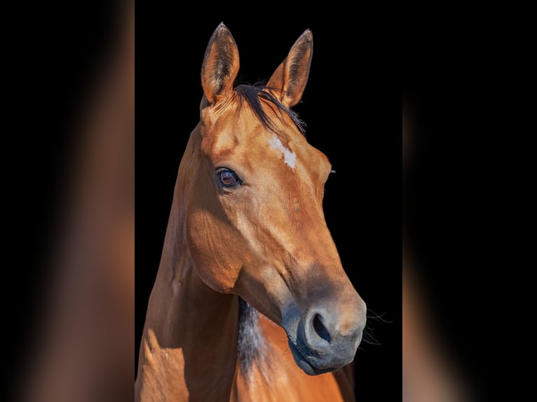 Achal-Tekkiner Stute 9 Jahre 158 cm Brauner in Laudenbach