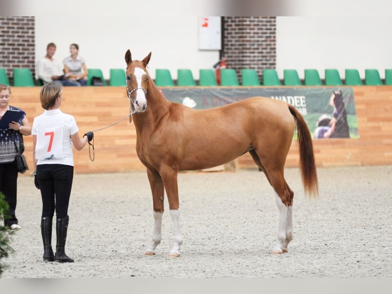 Achal-Tekkiner Stute 9 Jahre 158 cm Dunkelfuchs in Dzilnuciems
