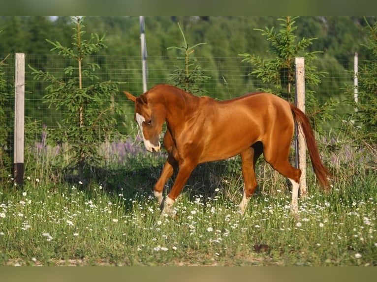 Achal-Tekkiner Stute 9 Jahre 158 cm Dunkelfuchs in Dzilnuciems