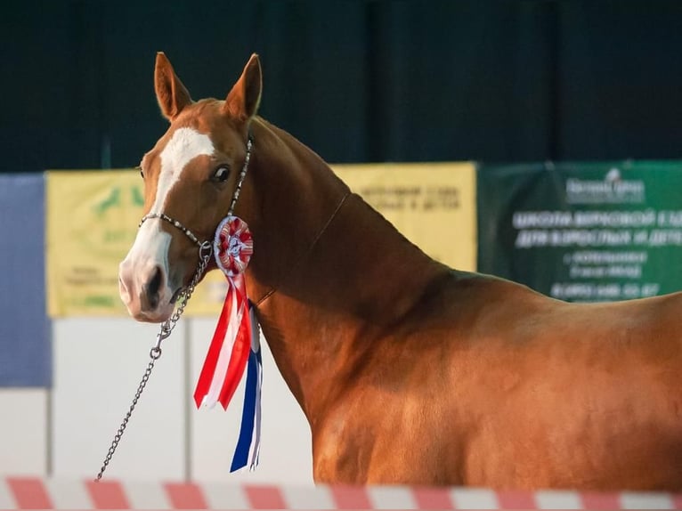 Achal-Tekkiner Stute 9 Jahre 158 cm Dunkelfuchs in Dzilnuciems