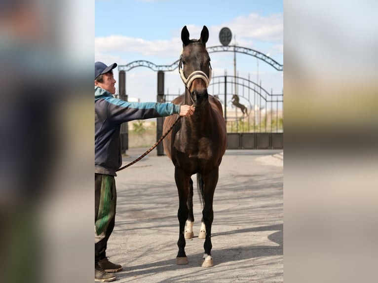Achal-Tekkiner Stute 9 Jahre 160 cm Rotbrauner in Karaganda