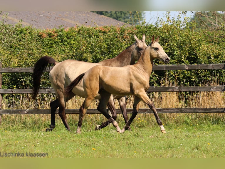 Achal-Tekkiner Stute Fohlen (03/2024) Buckskin in Schoonebeek