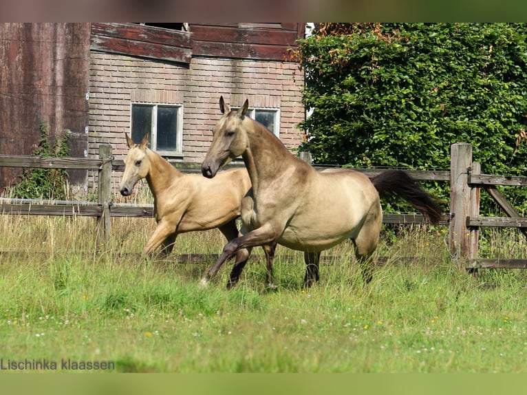 Achal-Tekkiner Stute Fohlen (03/2024) Buckskin in Schoonebeek