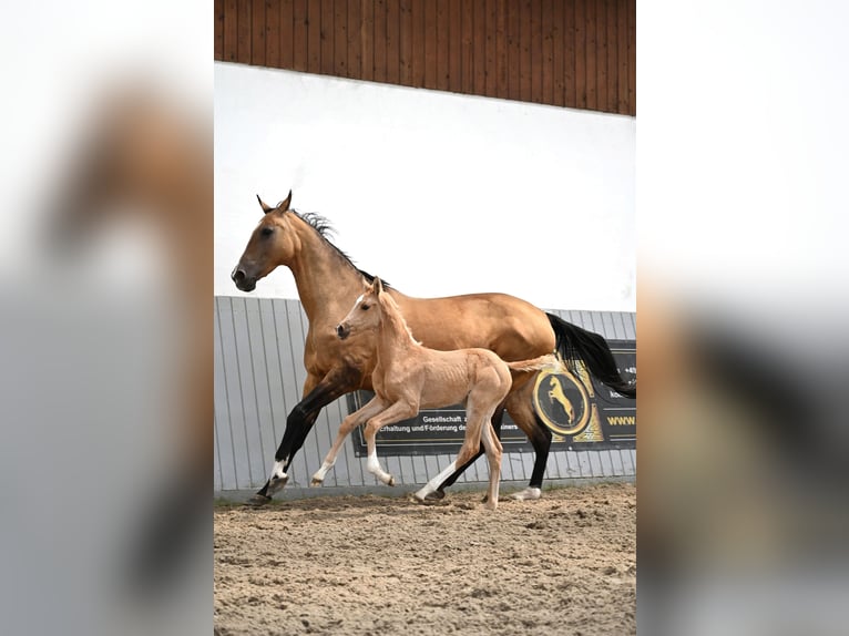 Achal-Tekkiner Stute Fohlen (03/2024) Cremello in Ovelgönne