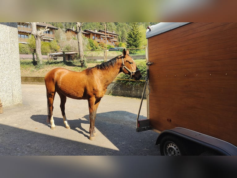 Achal-Tekkiner Wallach 17 Jahre 162 cm Fuchs in Songavazzo