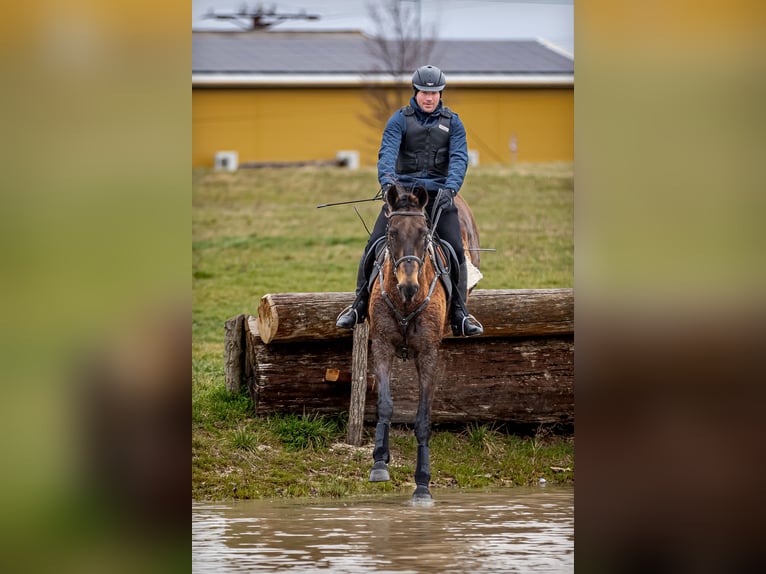 Achal-Tekkiner Wallach 17 Jahre 163 cm Buckskin in Ópusztaszer