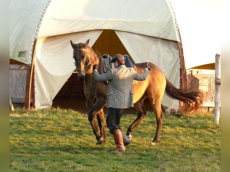 Achal-Tekkiner Wallach 17 Jahre 163 cm Buckskin in Ópusztaszer