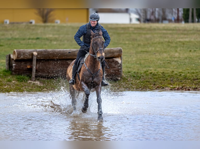 Achal-Tekkiner Wallach 17 Jahre 163 cm Buckskin in Ópusztaszer