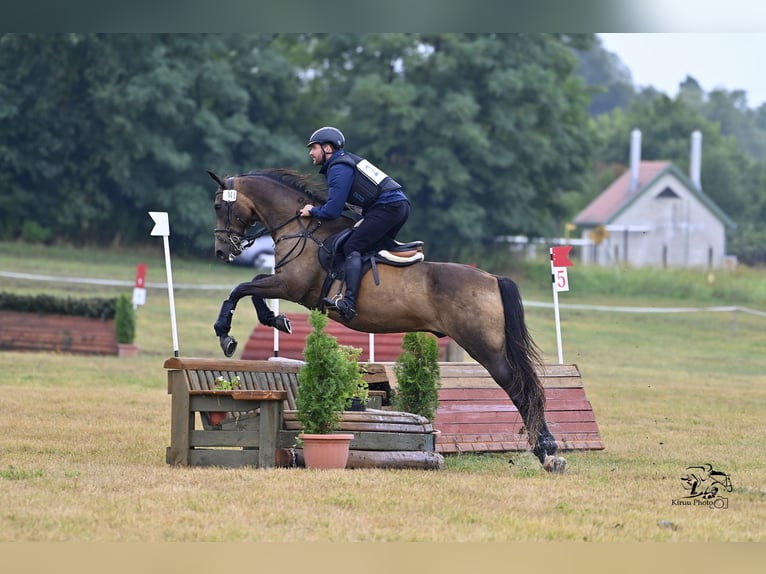 Achal-Tekkiner Wallach 17 Jahre 163 cm Buckskin in Ópusztaszer