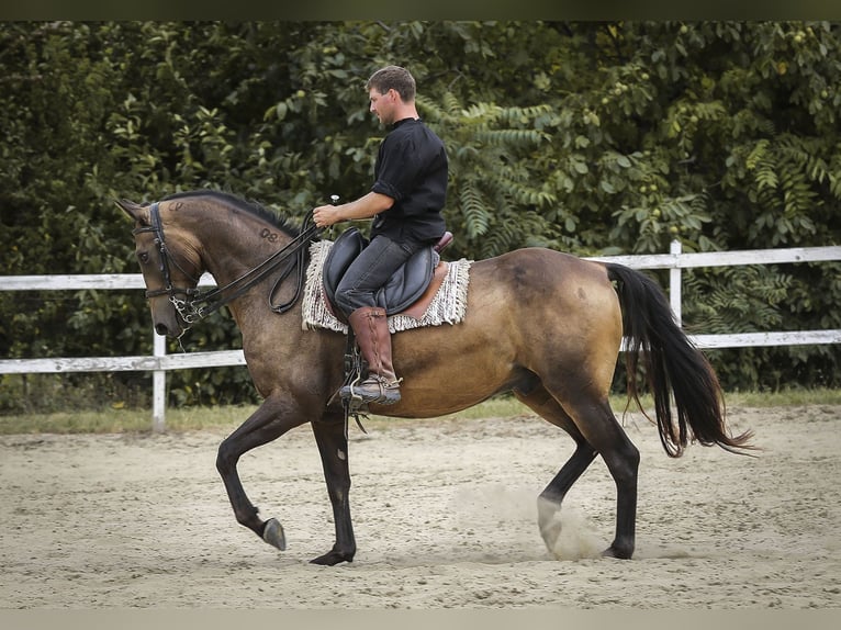 Achal-Tekkiner Wallach 17 Jahre 163 cm Buckskin in Ópusztaszer