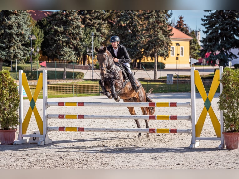 Achal-Tekkiner Wallach 17 Jahre 163 cm Buckskin in Ópusztaszer