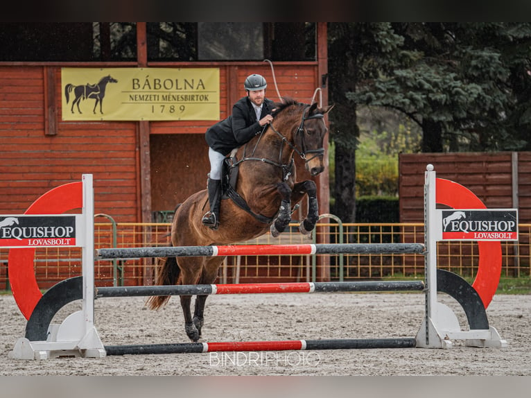 Achal-Tekkiner Wallach 17 Jahre 163 cm Buckskin in Ópusztaszer