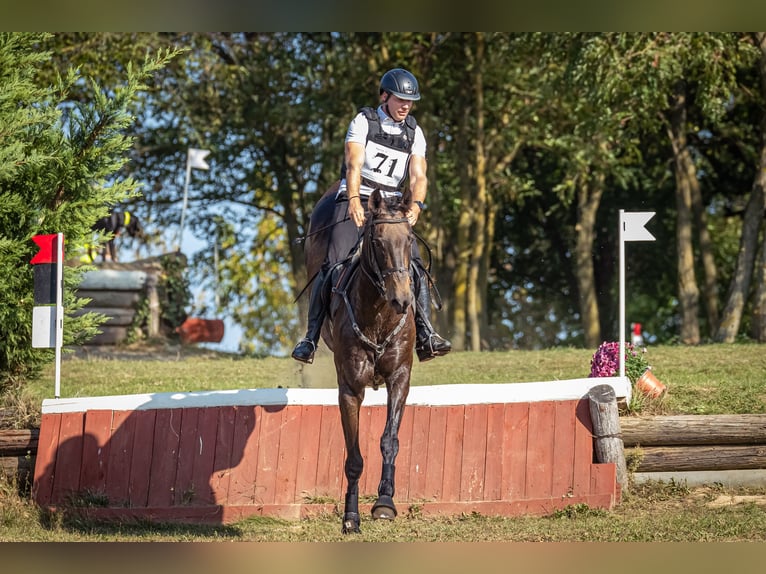 Achal-Tekkiner Wallach 17 Jahre 163 cm Buckskin in Ópusztaszer