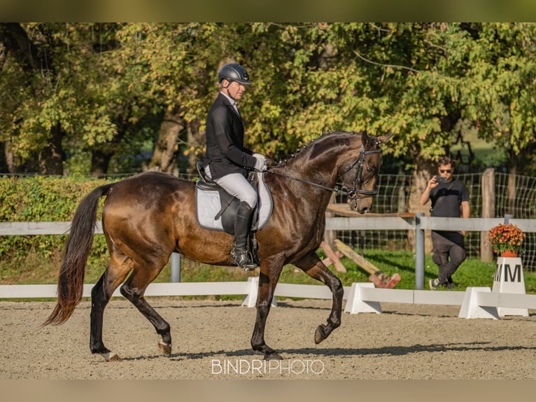 Achal-Tekkiner Wallach 17 Jahre 163 cm Buckskin in Ópusztaszer