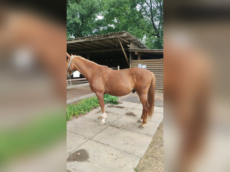 Achal-Tekkiner Mix Wallach 19 Jahre 156 cm Fuchs in Rosbach vor der Höhe Nieder-Rosbach
