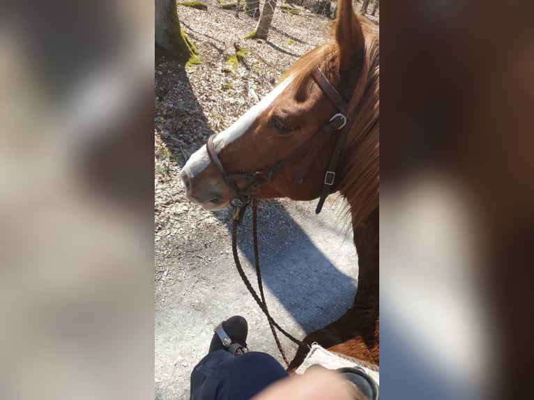 Achal-Tekkiner Mix Wallach 19 Jahre 156 cm Fuchs in Rosbach vor der Höhe Nieder-Rosbach