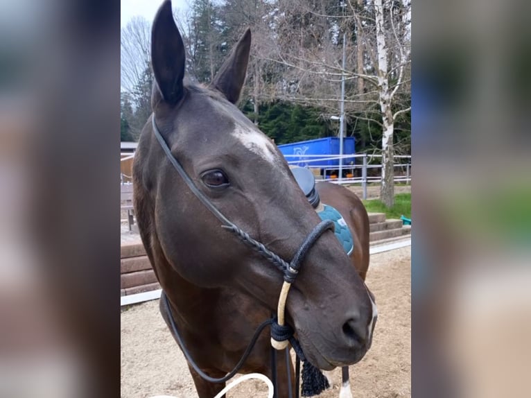 Achal-Tekkiner Wallach 19 Jahre 157 cm Schwarzbrauner in Schömberg