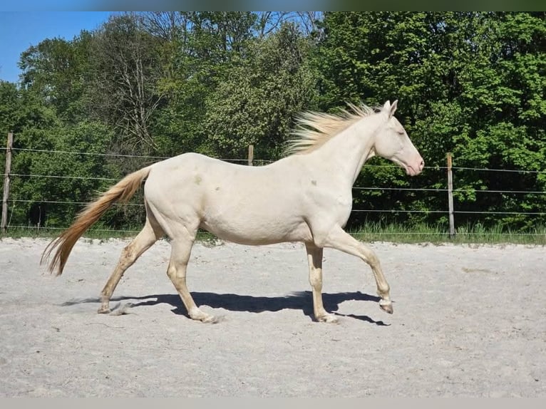 Achal-Tekkiner Wallach 19 Jahre 160 cm Cremello in St. Valentin