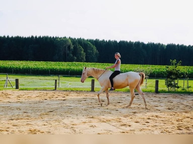 Achal-Tekkiner Wallach 19 Jahre 160 cm Cremello in St. Valentin