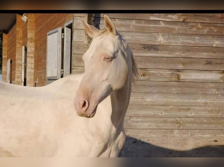Achal-Tekkiner Wallach 19 Jahre 160 cm Cremello in St. Valentin