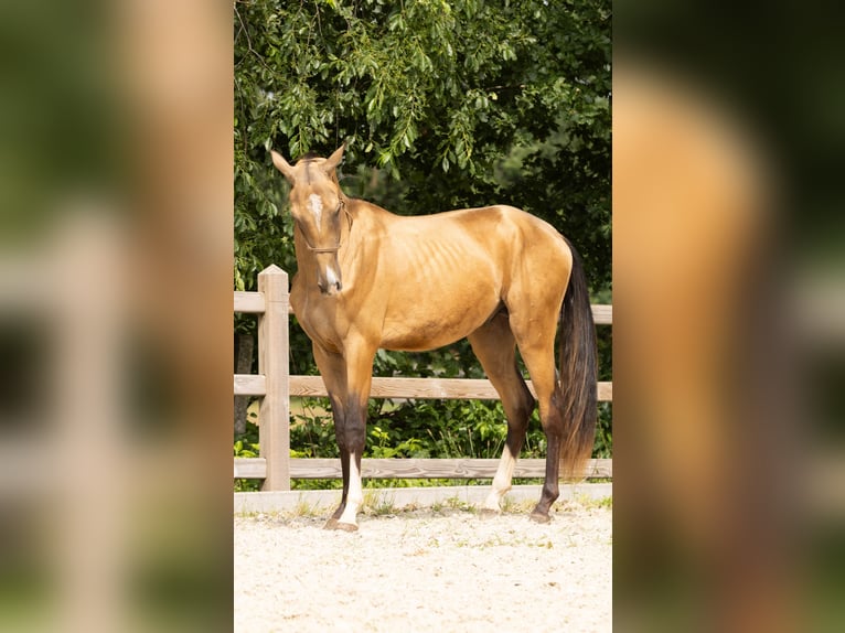 Achal-Tekkiner Wallach 3 Jahre 150 cm  in Lummen