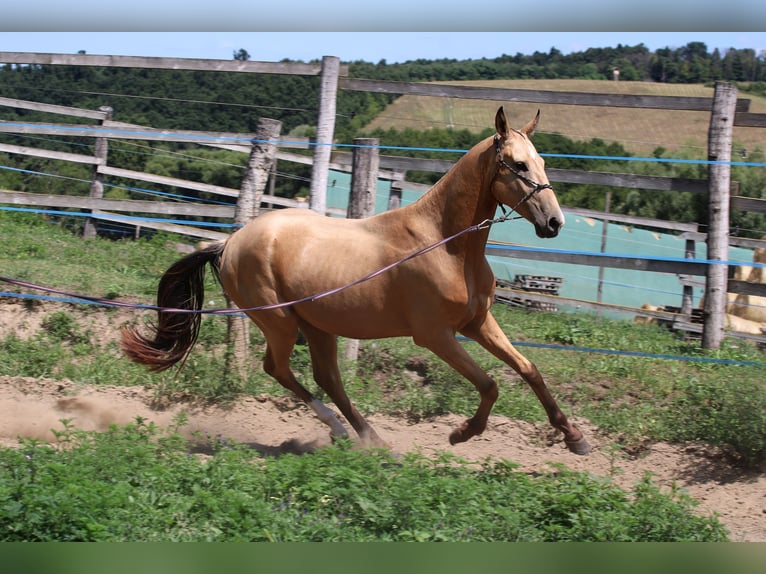 Achal-Tekkiner Wallach 3 Jahre 162 cm Buckskin in Kisb&#xE9;r