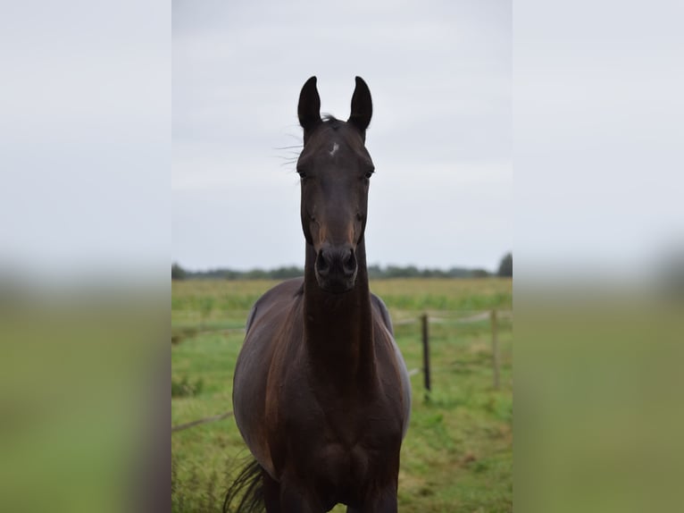 Achal-Tekkiner Wallach 4 Jahre 154 cm Schwarzbrauner in Ovelg&#xF6;nne