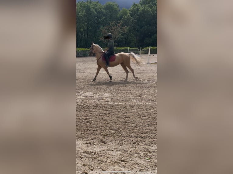 Achal-Tekkiner Wallach 4 Jahre 160 cm in L&#8217; Aquila