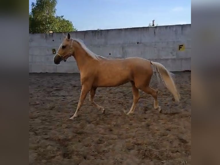 Achal-Tekkiner Wallach 4 Jahre 160 cm in L&#8217; Aquila