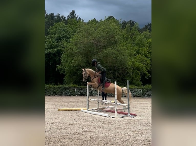 Achal-Tekkiner Wallach 4 Jahre 160 cm in L&#8217; Aquila