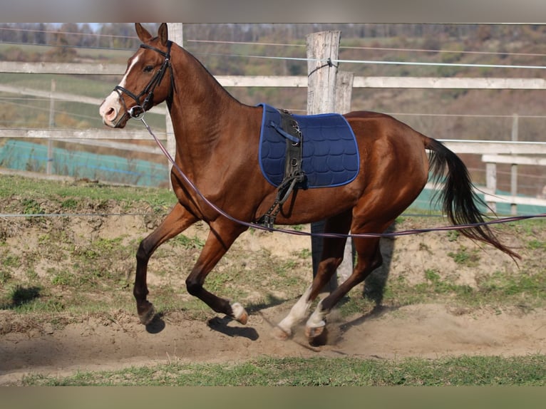 Achal-Tekkiner Wallach 4 Jahre 165 cm Rotbrauner in Kisbér