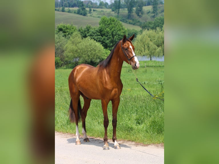 Achal-Tekkiner Wallach 4 Jahre 165 cm Rotbrauner in Kisbér