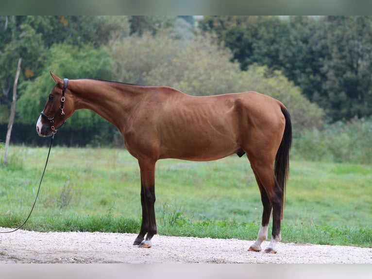 Achal-Tekkiner Wallach 4 Jahre 165 cm Rotbrauner in Kisbér