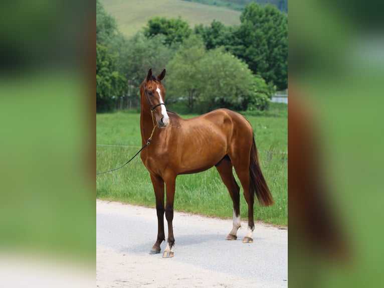 Achal-Tekkiner Wallach 4 Jahre 165 cm Rotbrauner in Kisbér