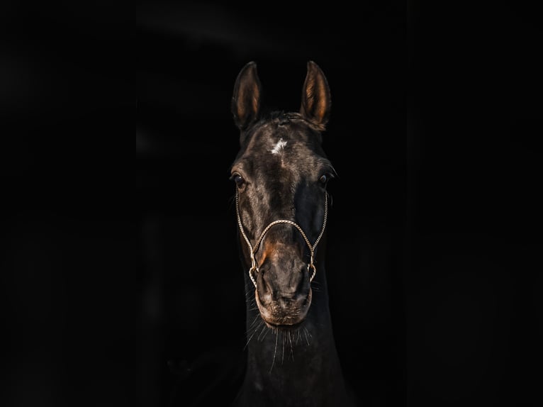 Achal-Tekkiner Wallach 5 Jahre 154 cm Schwarzbrauner in Wietze