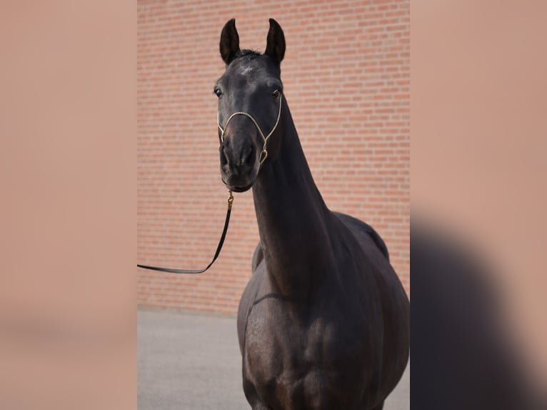 Achal-Tekkiner Wallach 5 Jahre 154 cm Schwarzbrauner in Wietze