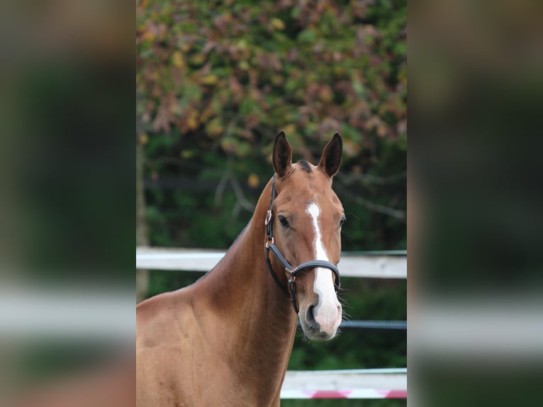 Achal-Tekkiner Wallach 5 Jahre 165 cm Rotbrauner in Kisbér