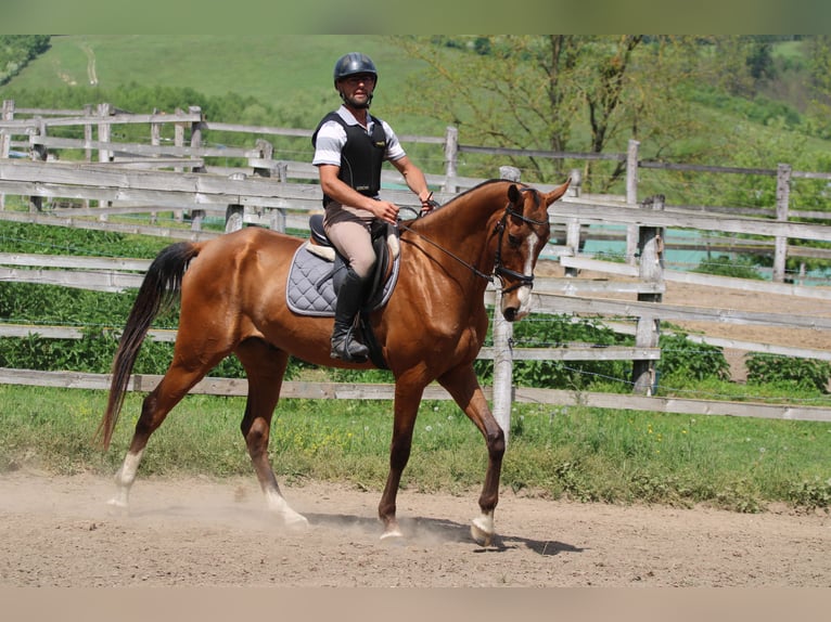 Achal-Tekkiner Wallach 5 Jahre 165 cm Rotbrauner in Kisbér