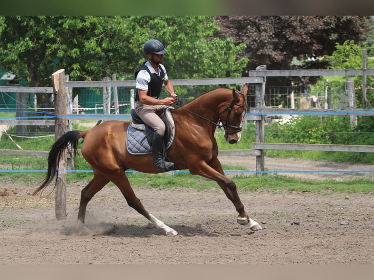 Achal-Tekkiner Wallach 5 Jahre 165 cm Rotbrauner in Kisbér