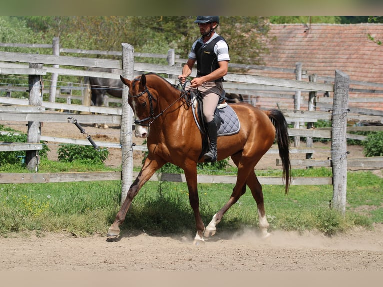 Achal-Tekkiner Wallach 5 Jahre 165 cm Rotbrauner in Kisbér