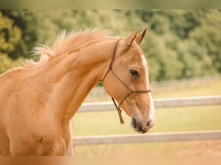 Achal-Tekkiner Wallach 6 Jahre 156 cm Palomino in Meldert