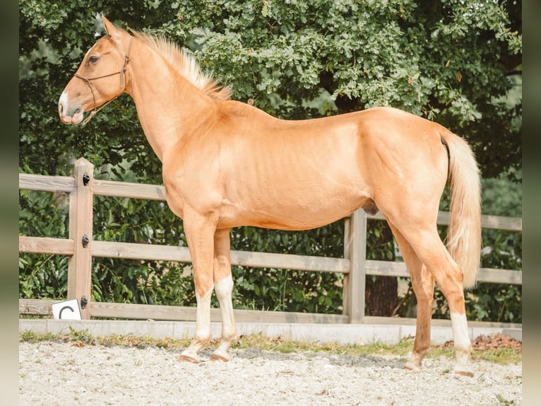 Achal-Tekkiner Wallach 6 Jahre 156 cm Palomino in Meldert
