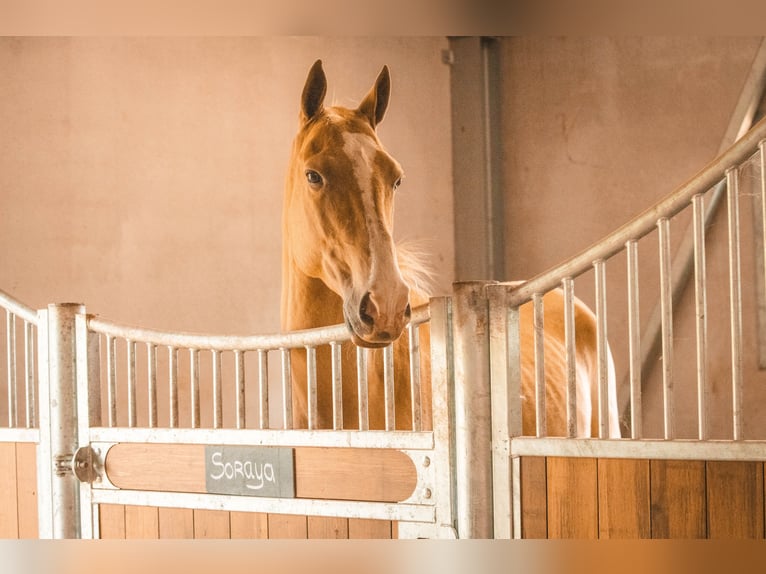 Achal-Tekkiner Wallach 6 Jahre 156 cm Palomino in Meldert