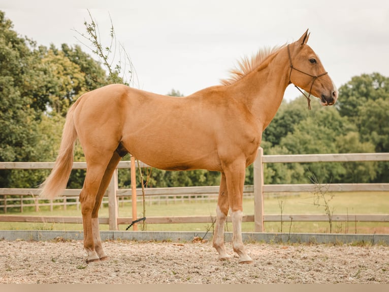 Achal-Tekkiner Wallach 6 Jahre 156 cm Palomino in Meldert