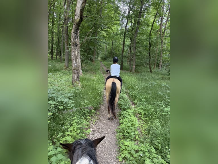 Achal-Tekkiner Wallach 6 Jahre 157 cm Buckskin in Marburg