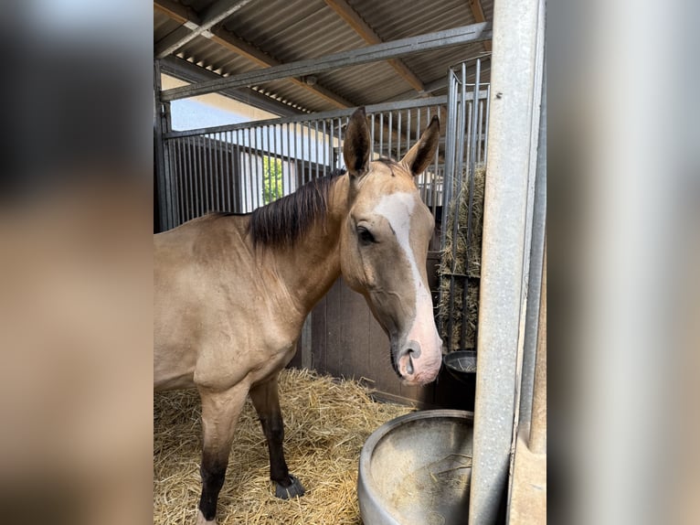 Achal-Tekkiner Wallach 6 Jahre 157 cm Buckskin in Marburg